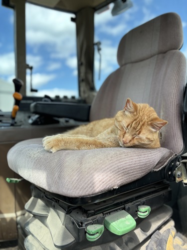 Cat sleeping in tractor