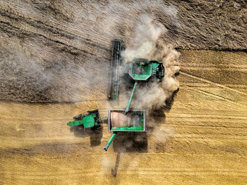 Wheat harvest taken by drone